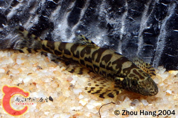 平舟原缨口鳅Vanmanenia_pingchowensis.jpg