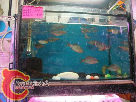 carp.jpg