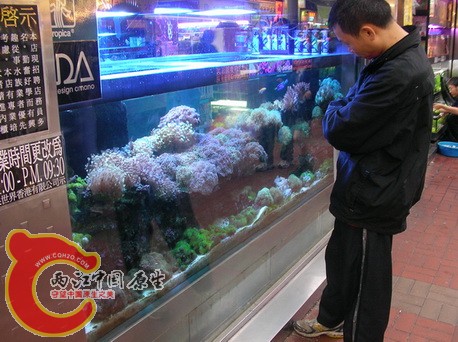 coral.jpg