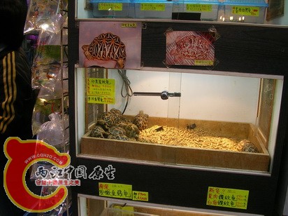 t3.jpg