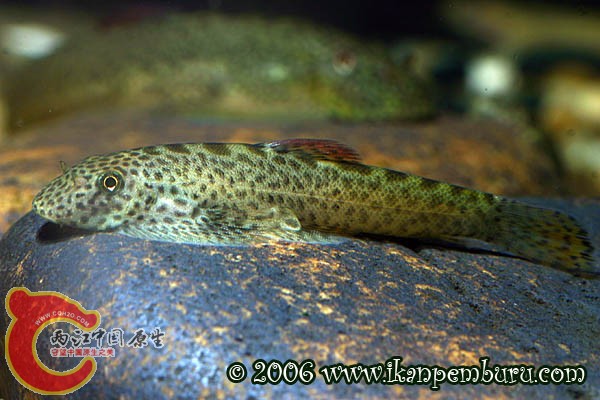 宽头拟腹吸鳅(P.laticeps)12.jpg