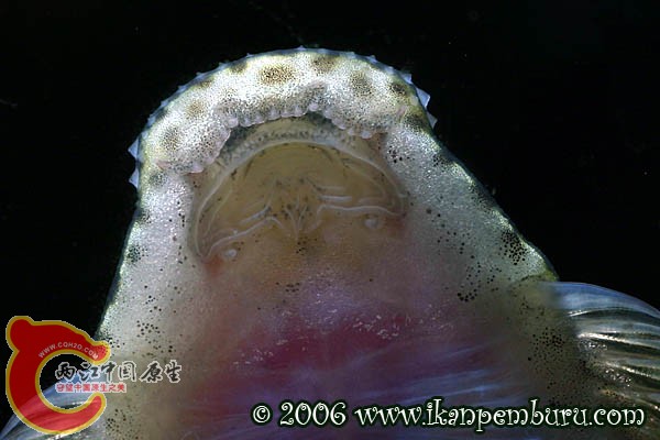 宽头拟腹吸鳅(P.laticeps)122.jpg