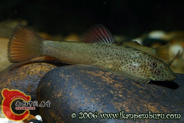 宽头拟腹吸鳅(P.laticeps)1.jpg