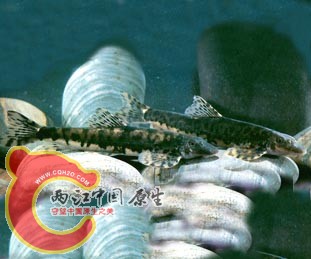 琼中拟平鳅.jpg