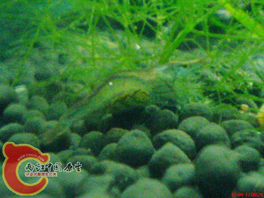 抱卵的 红鼻虾.jpg