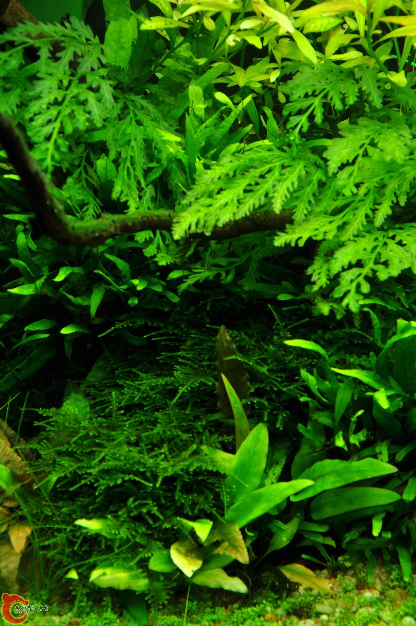 DSC_0248.JPG