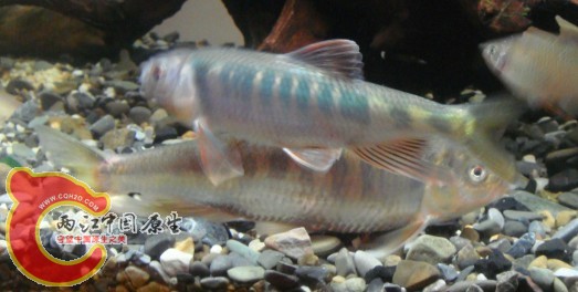 颜色亮的那条是15厘米的