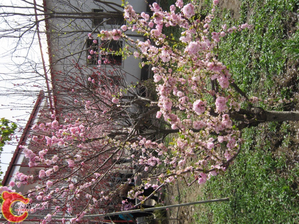 IMG_1910.JPG