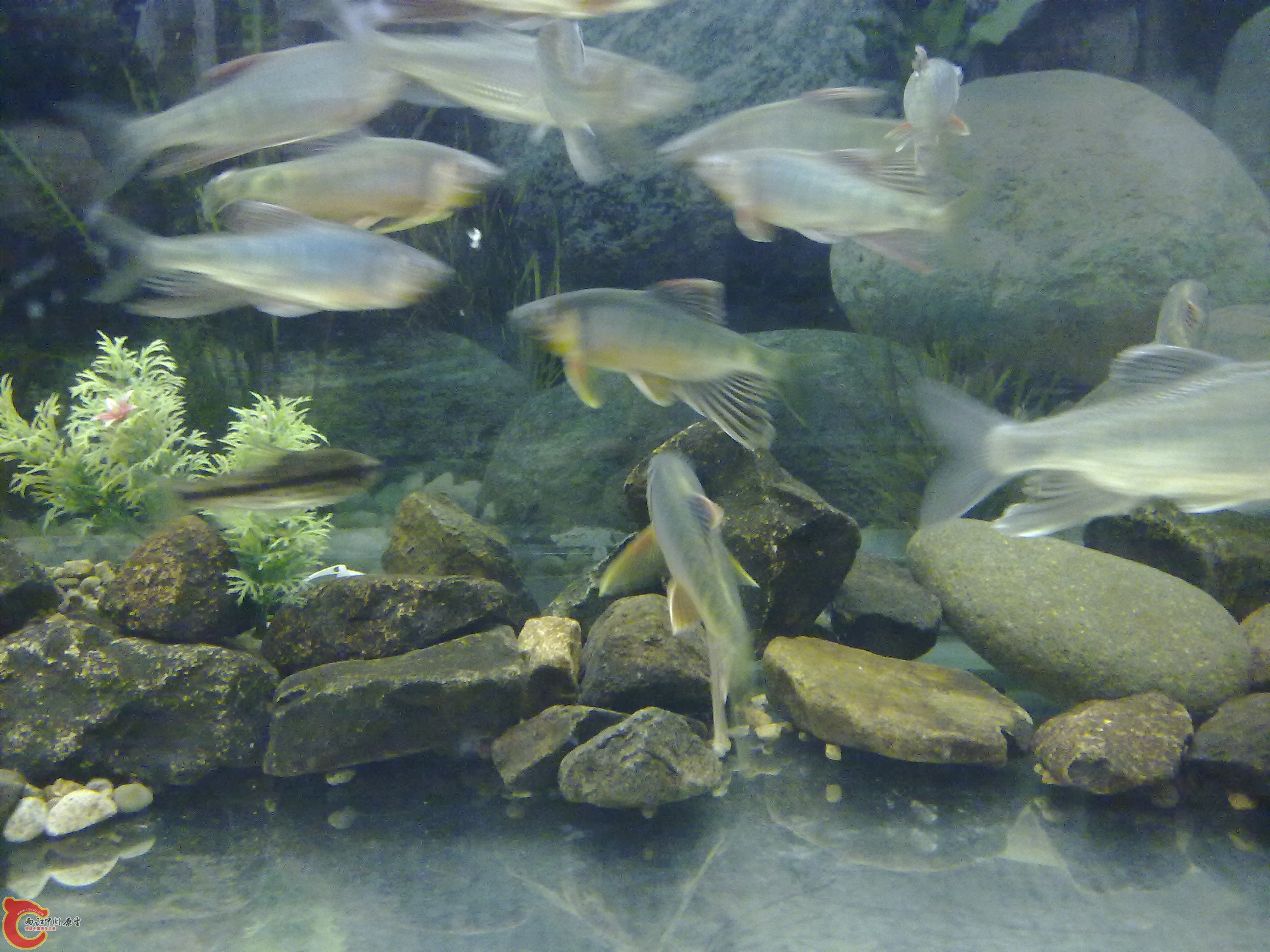 20100428115.jpg