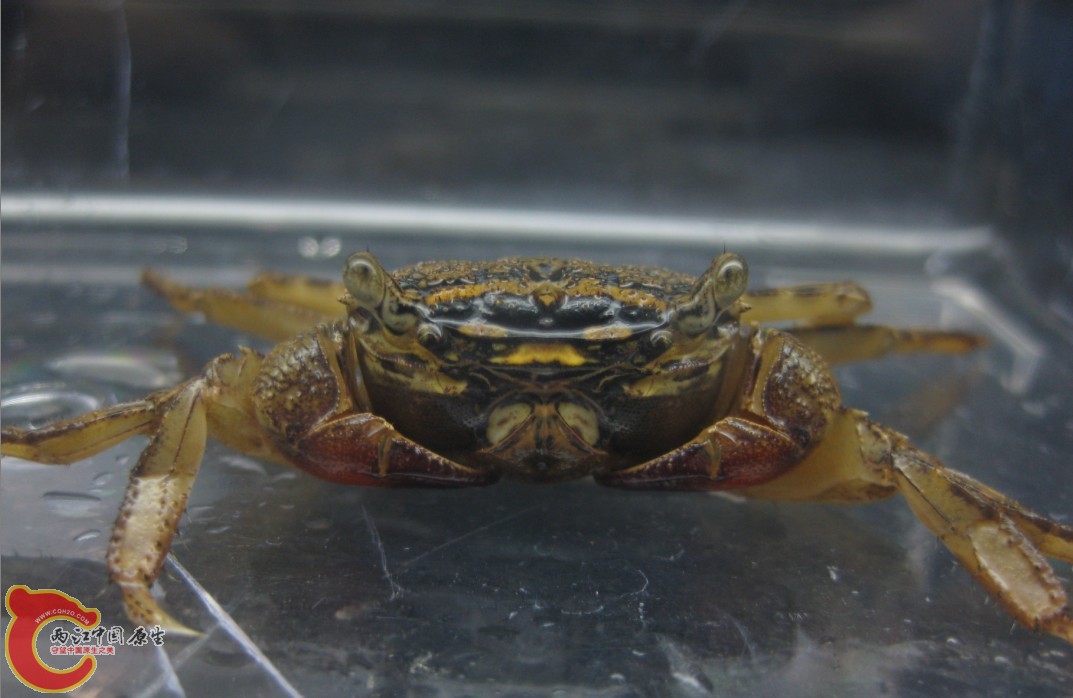 蟹.jpg