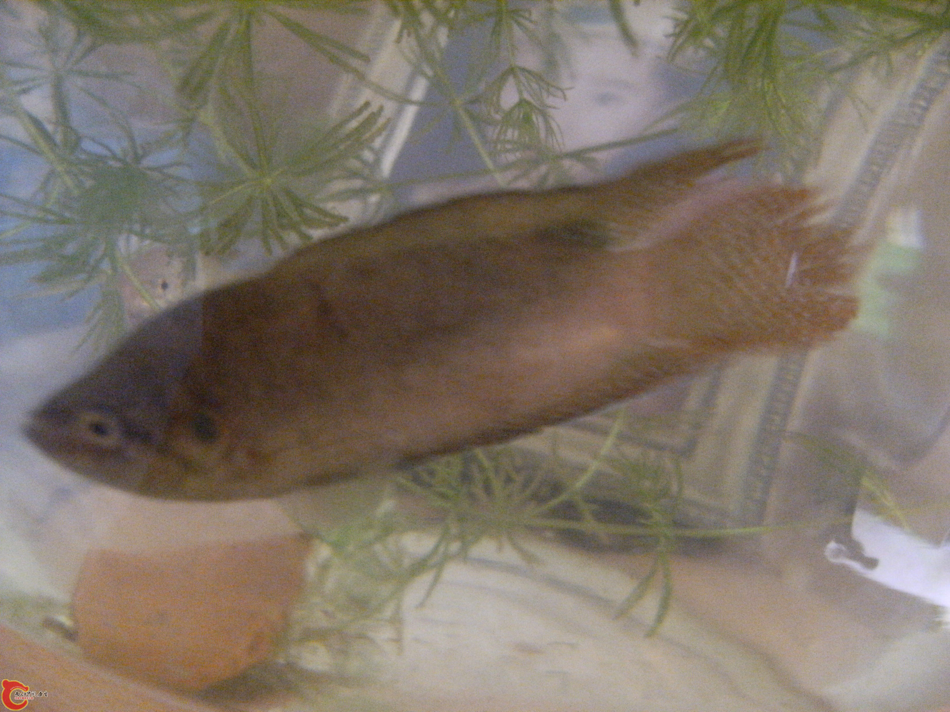 DSCF5005.JPG