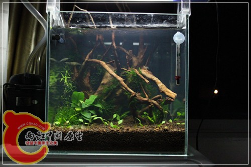 开缸第4天