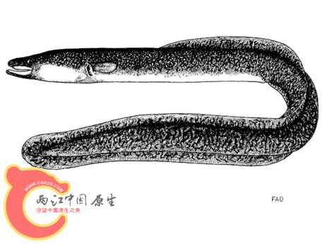 14167_large.jpg