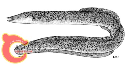61506_large.jpg