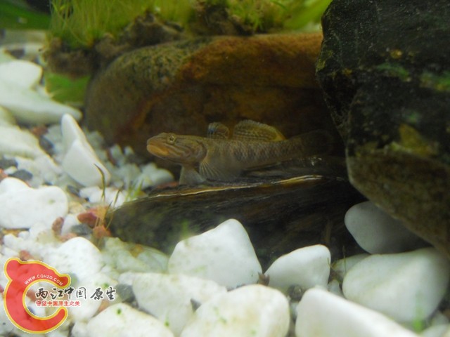 全身照，采自溪流