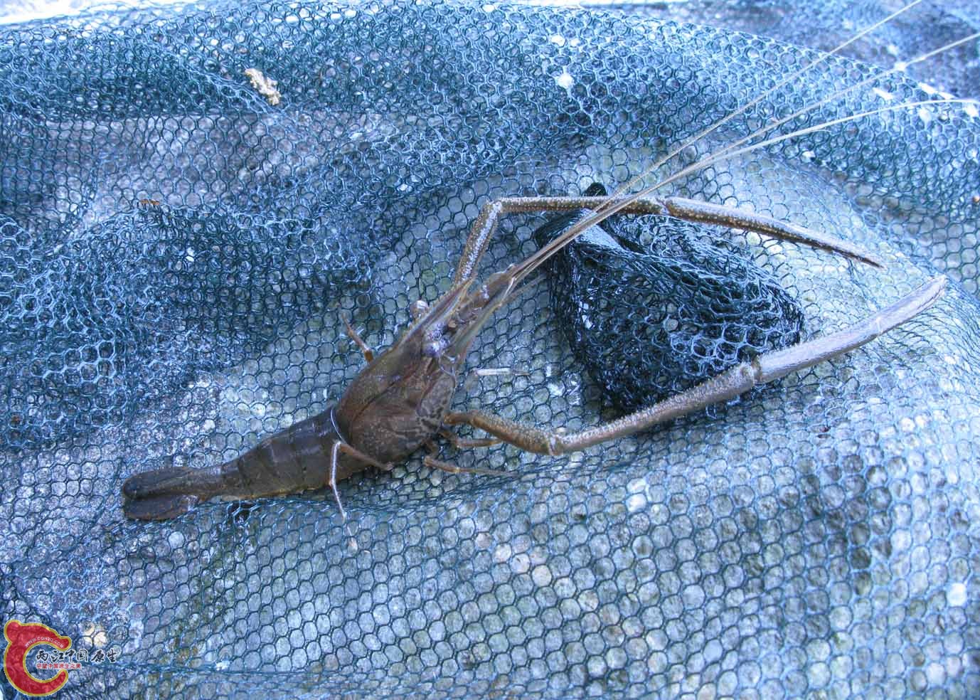 日本沼蝦?