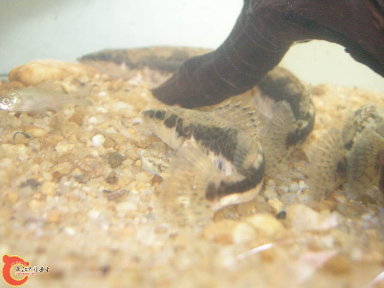 DSCN5697.JPG