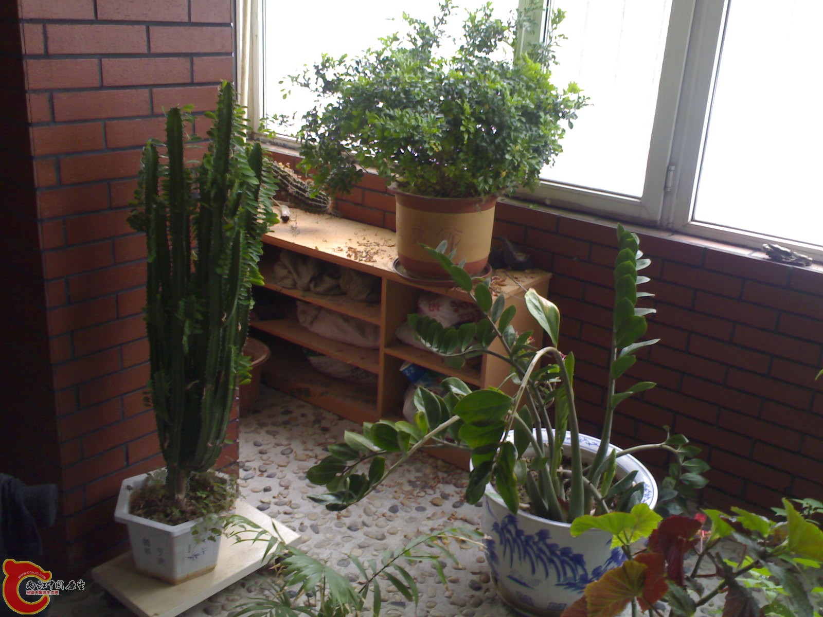 米兰今年养的非常好 