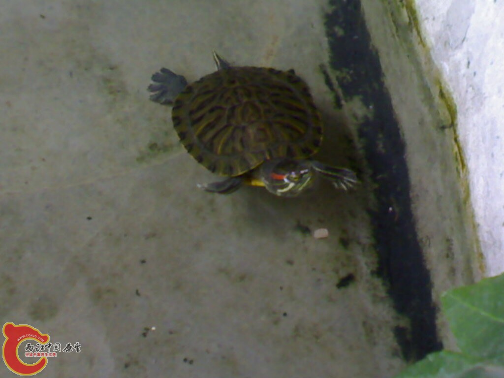  特别的听话 一拍池子边就过来