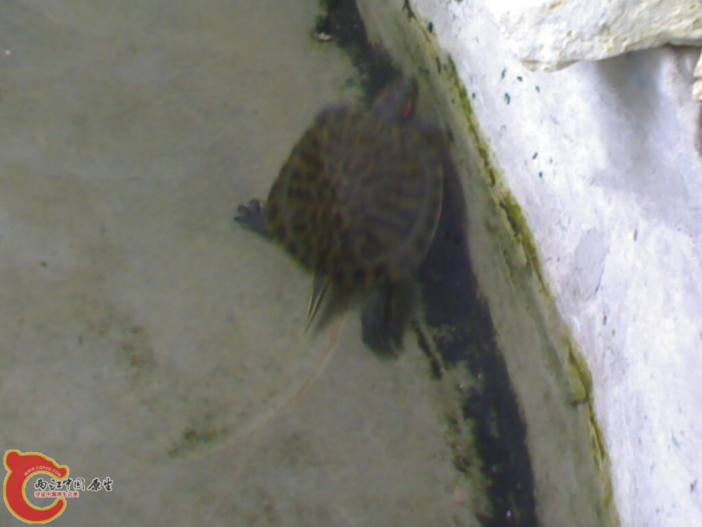 饲养了3年的巴西