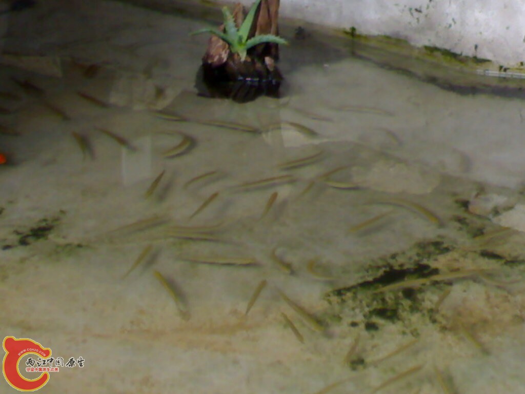 刚刚刷过的龟池