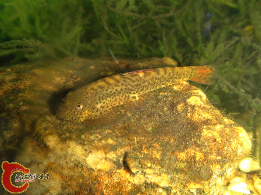 DSC00314.jpg