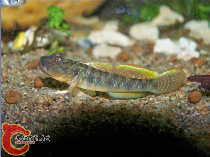 原来发色的子陵也很pl的.