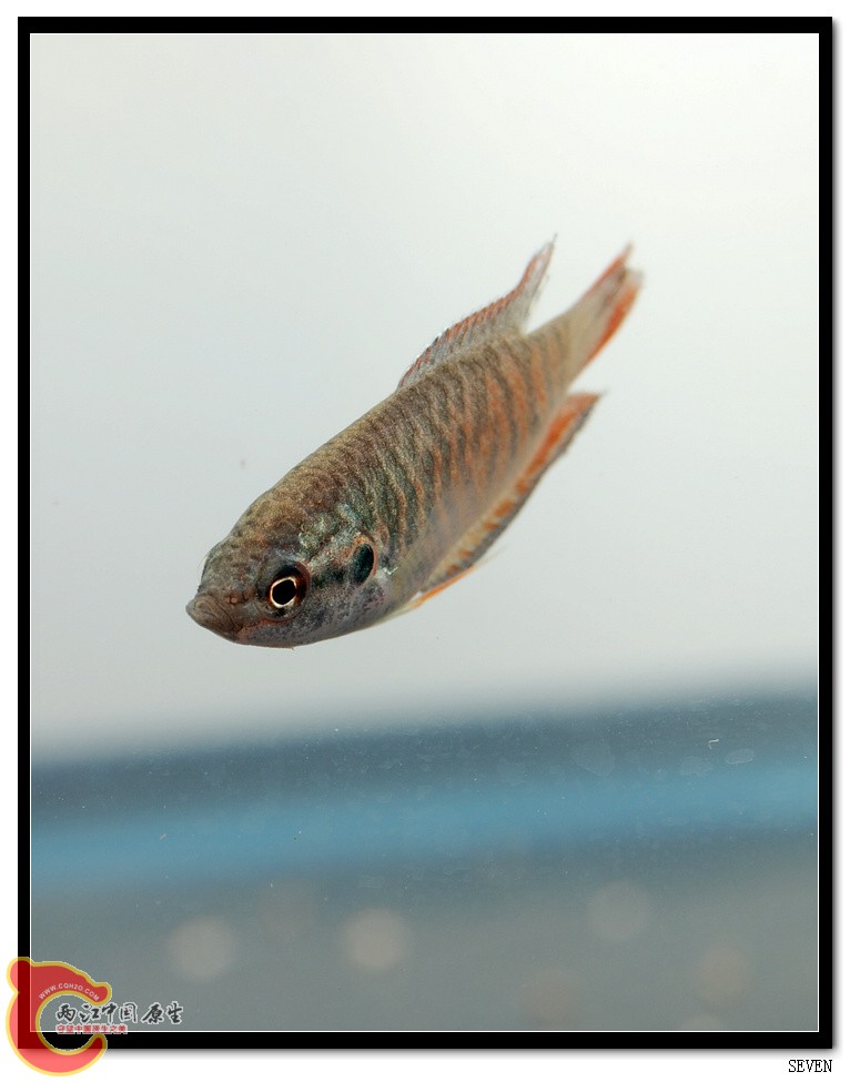 DSC_2204_光影_1.jpg