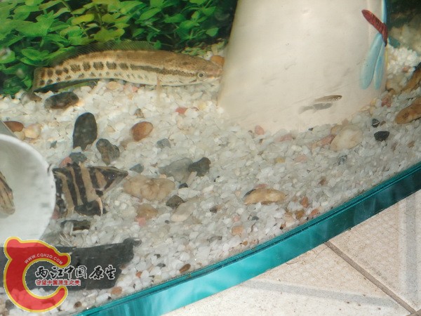 小小印尼虎对食蚊鱼虎视眈眈