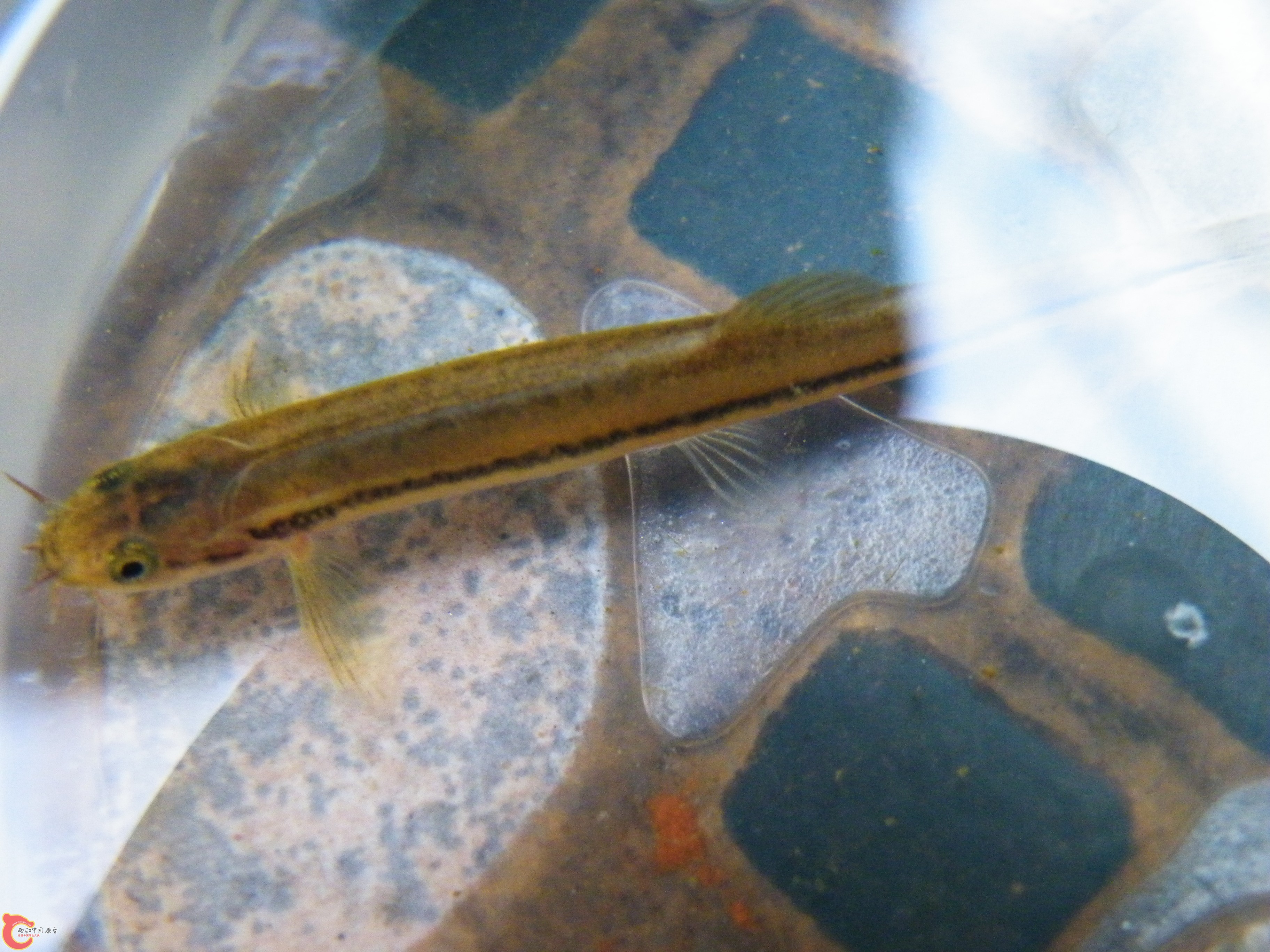 DSCF1052.JPG