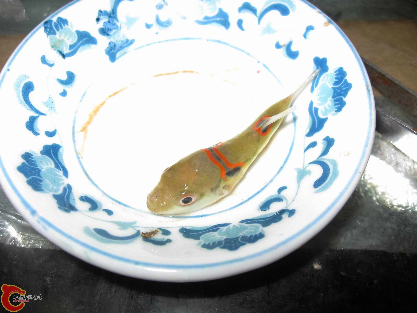 冒死吃河豚?我可不敢生命只有一次好好珍惜才是...