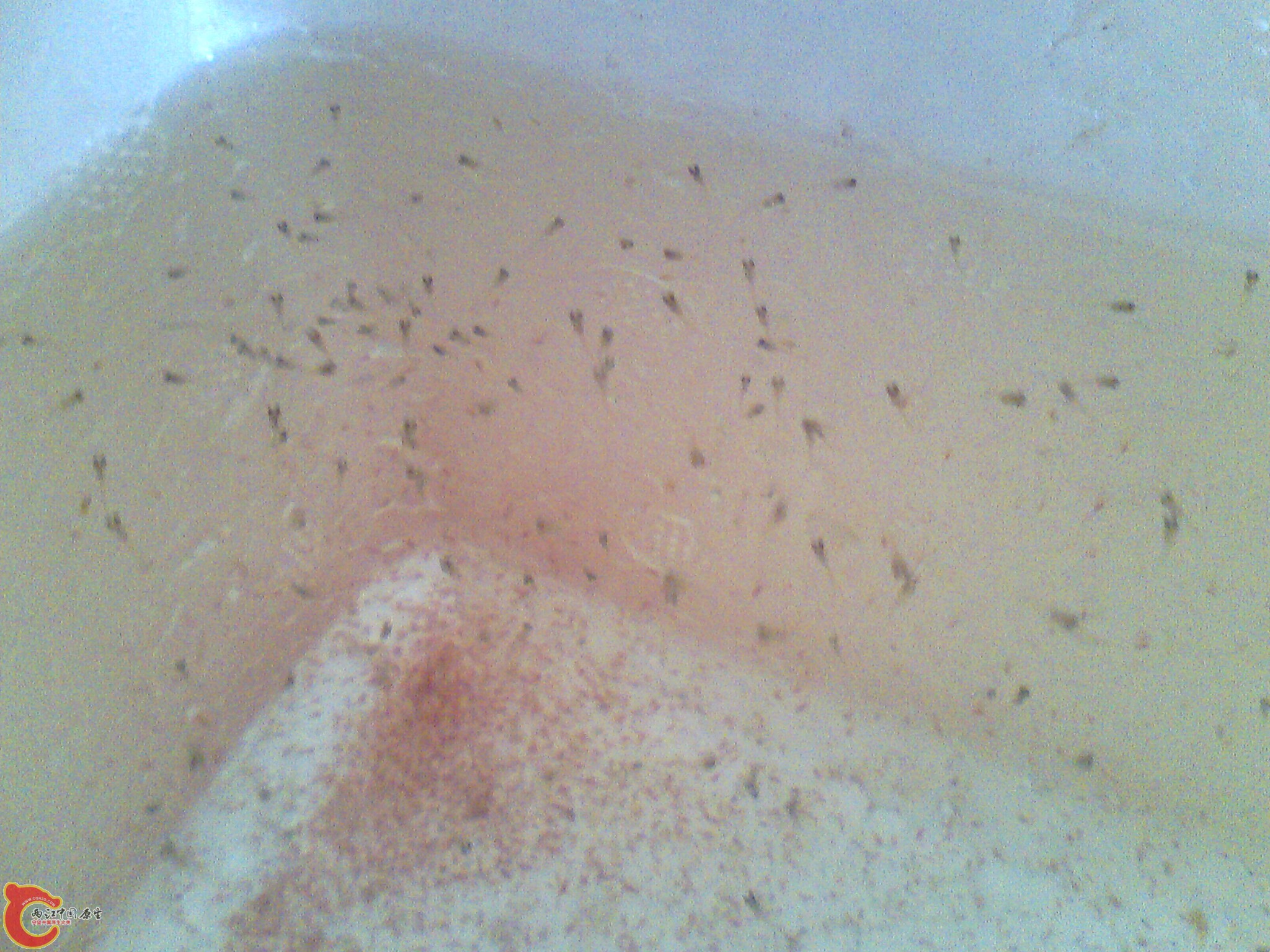 IMG0601B.jpg