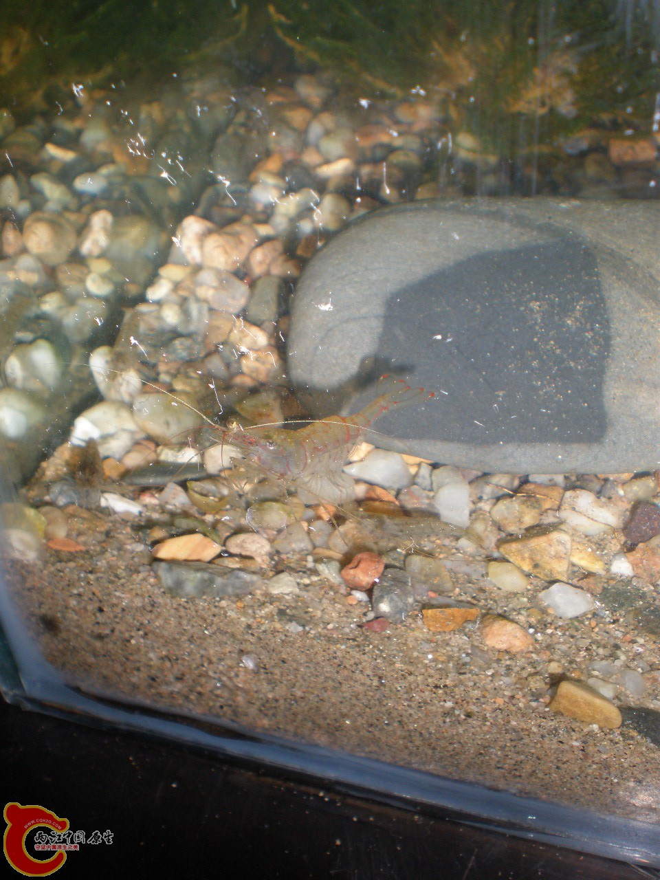 同样位置，红色条纹的大眼