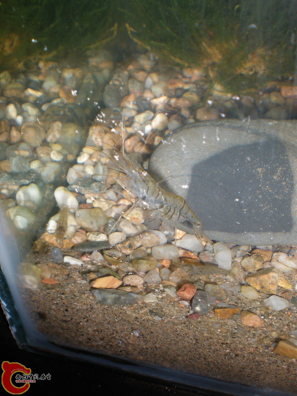 常见的黑色条纹的大眼