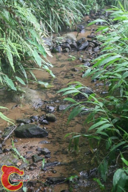 红虎纹比较集中的地方