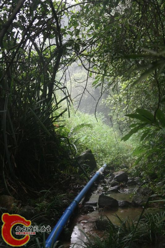 远处没有树的地方开始出现红虎纹