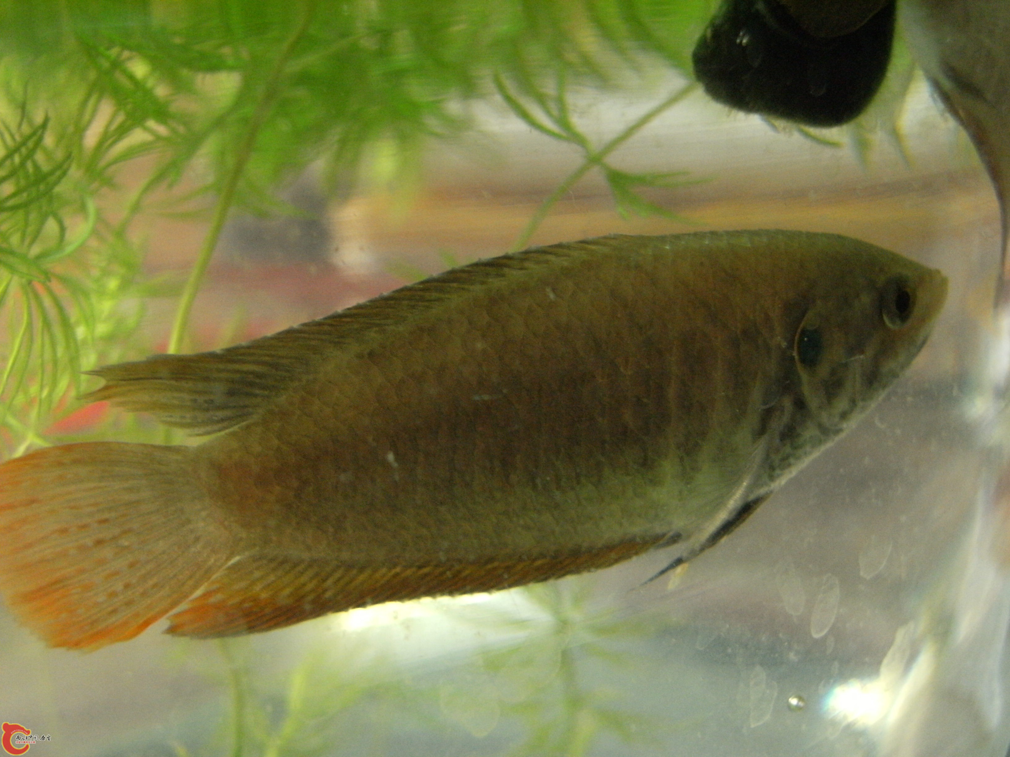 DSCF5132.JPG
