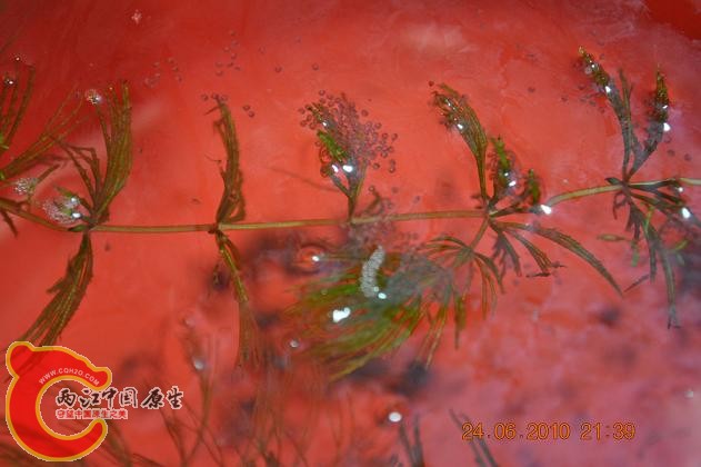 DSC_1267.JPG