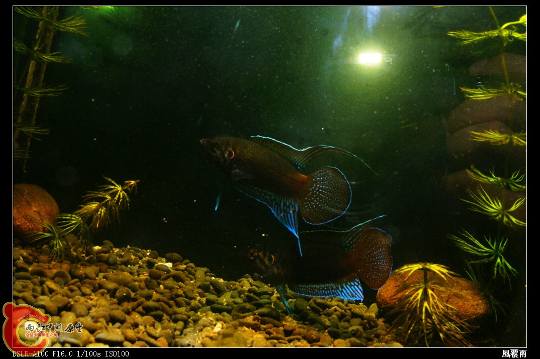 DSC02485_nEO_IMG.jpg