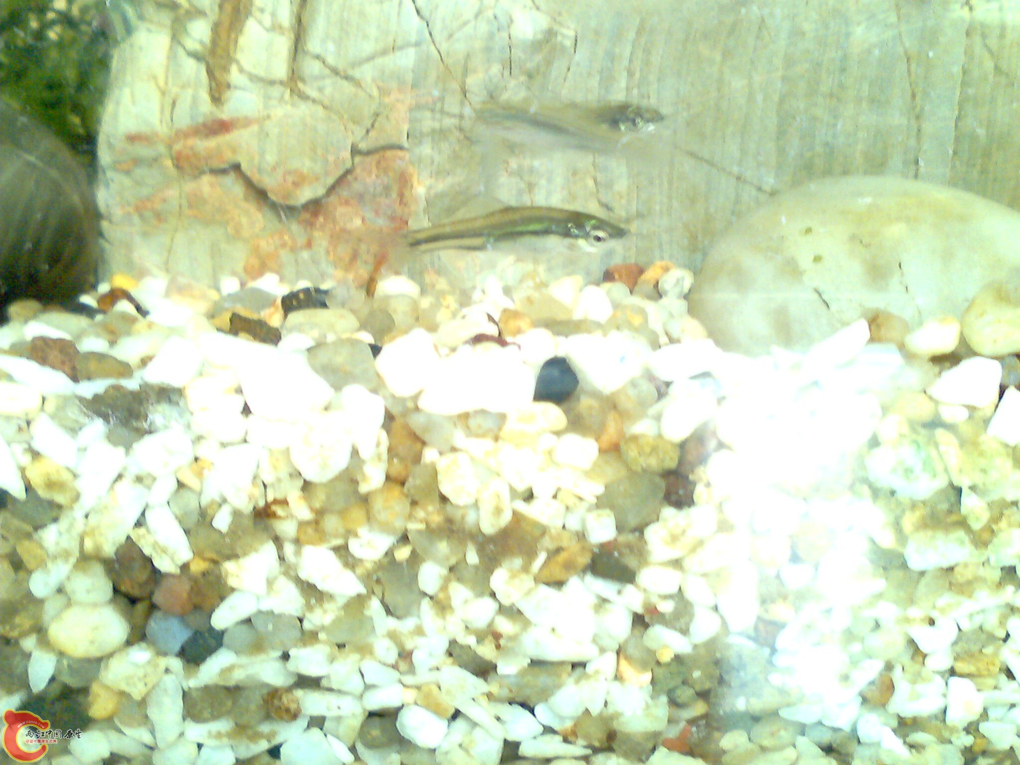 IMG1410A.jpg