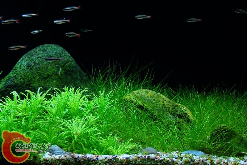 Moje akva maj 2010-4.jpg