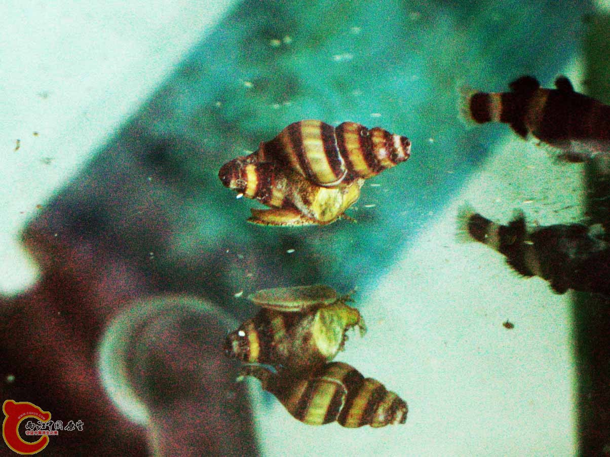 二个不知名的锥螺！