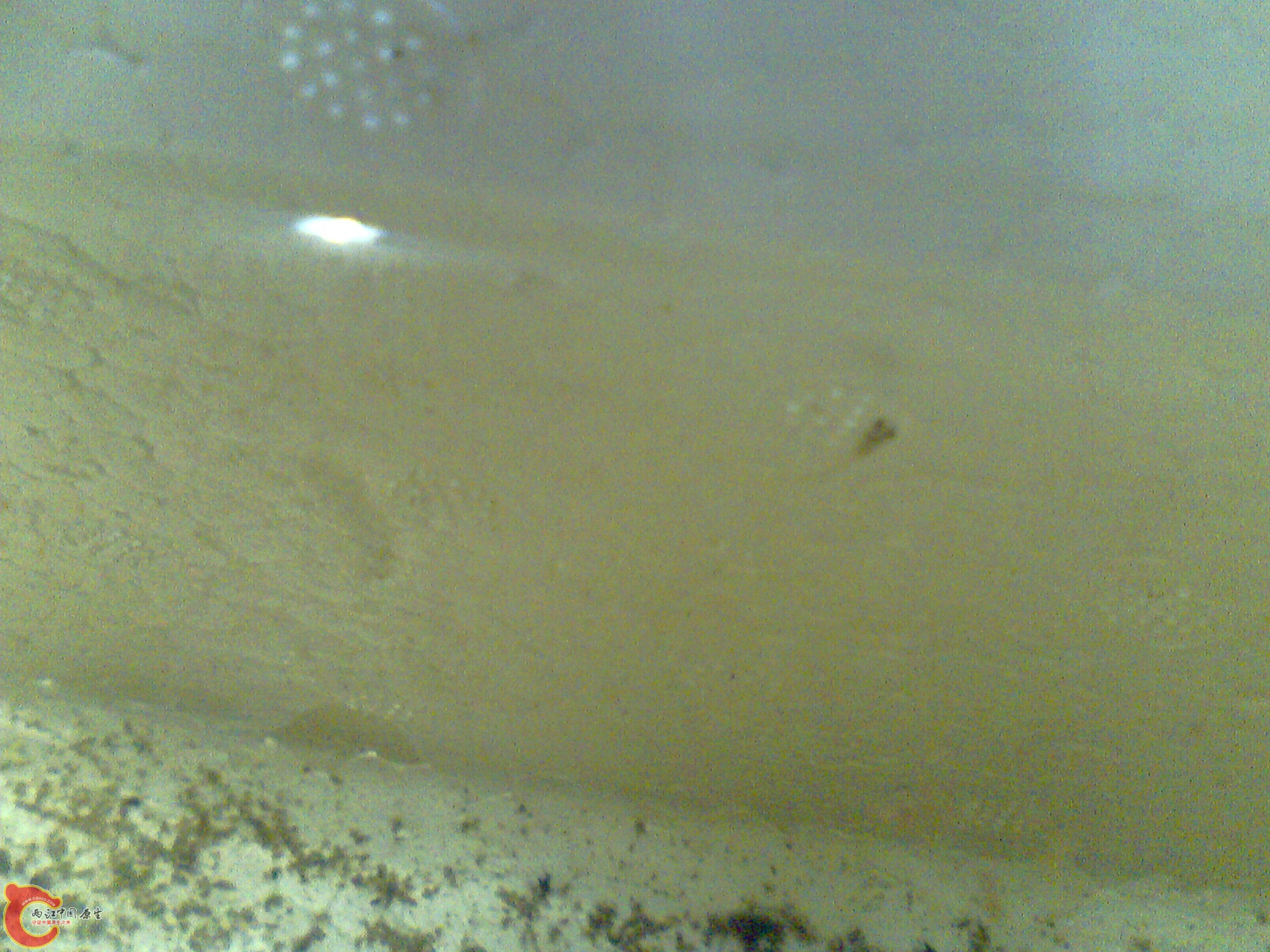 大的