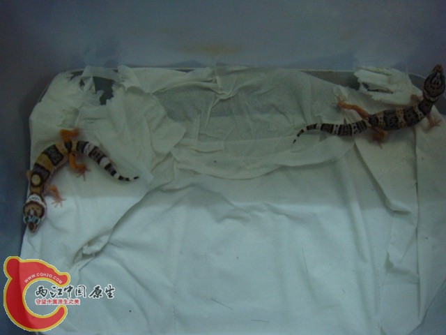 DSC07091.JPG