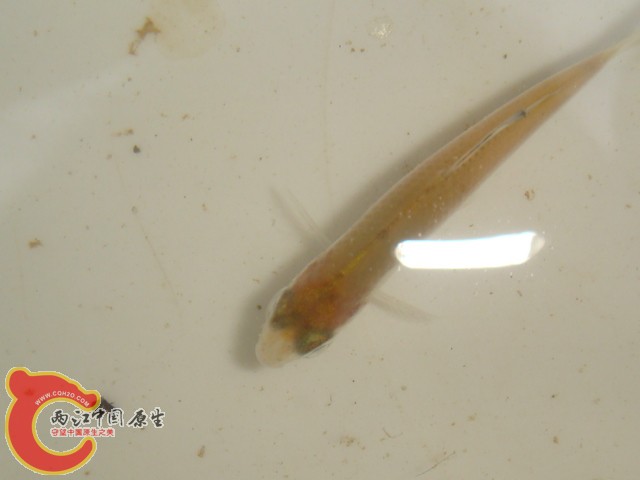 DSC07242.JPG