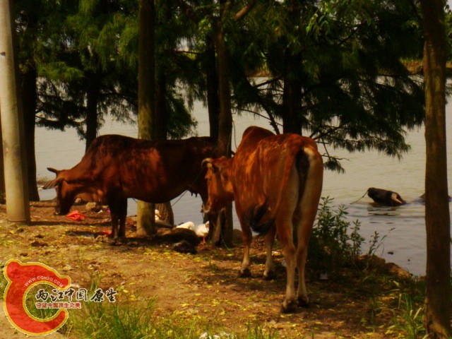 DSC07357.JPG