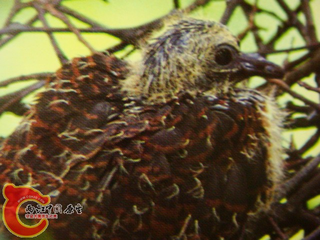 DSC07488.JPG