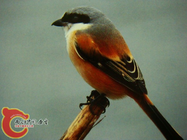 DSC07480.JPG