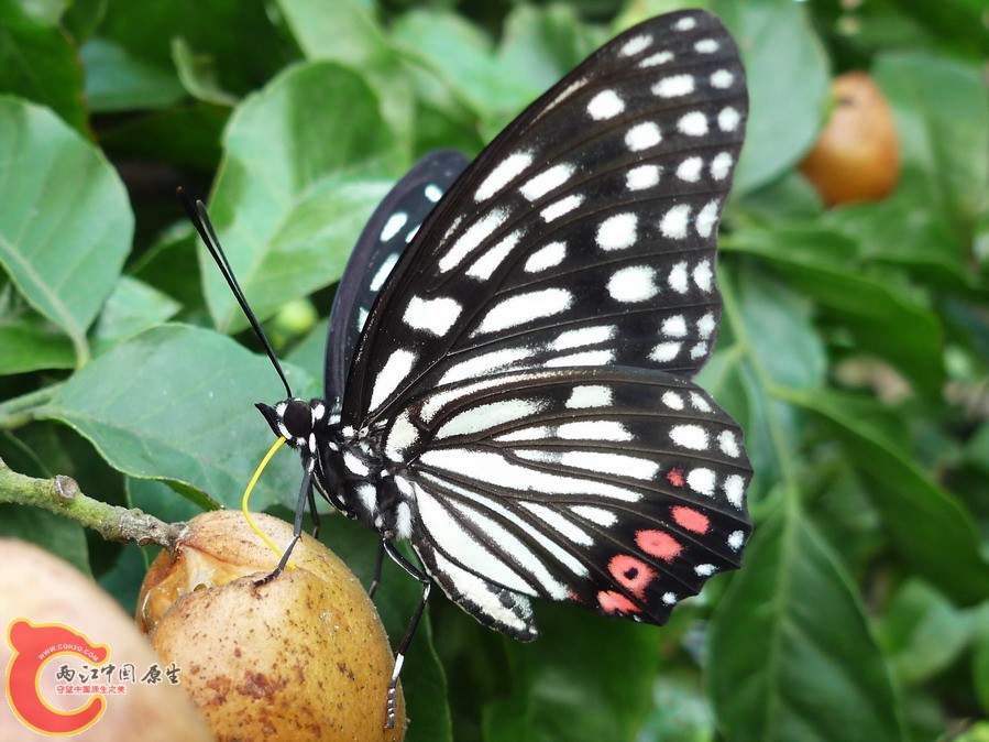 黑脉蛱蝶04.jpg