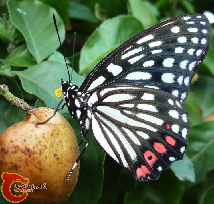黑脉蛱蝶02.jpg